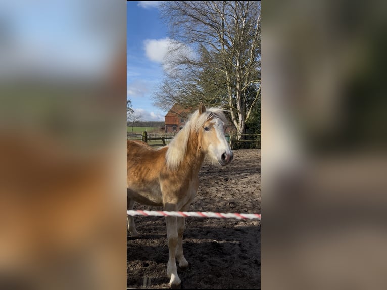 Haflinger Stallion 1 year 14,2 hh Chestnut-Red in Dahlenburg