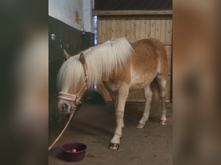 Haflinger Stallion 1 year 14,2 hh Chestnut-Red in Dahlenburg
