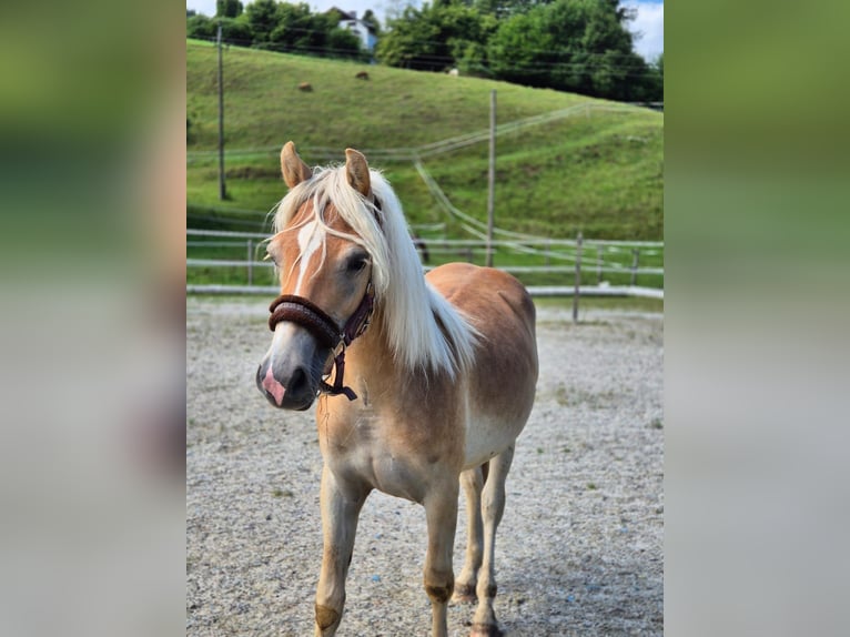 Haflinger Stallion 1 year 14,2 hh Chestnut-Red in Neukirchen