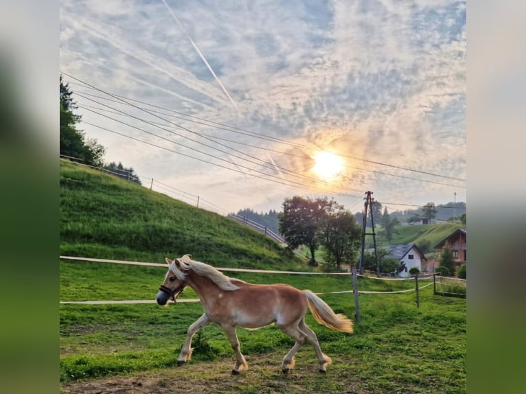 Haflinger Stallion 1 year 14,2 hh Chestnut-Red in Neukirchen