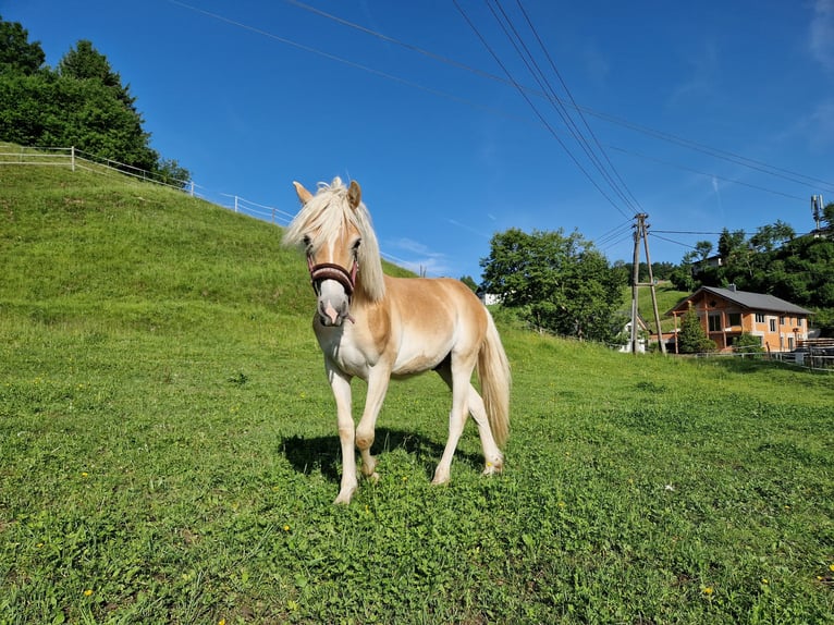 Haflinger Stallion 1 year 14,2 hh Chestnut-Red in Neukirchen