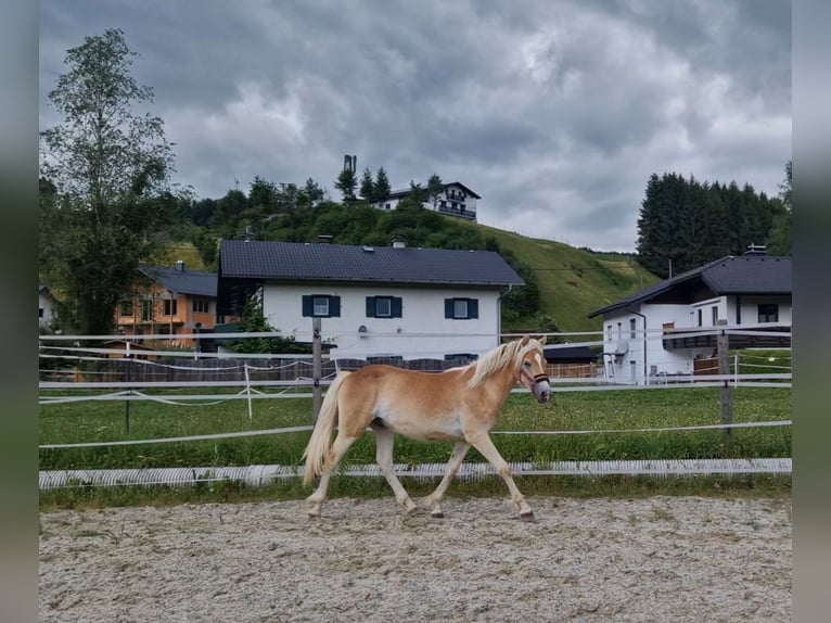 Haflinger Stallion 1 year 14,2 hh Chestnut-Red in Neukirchen