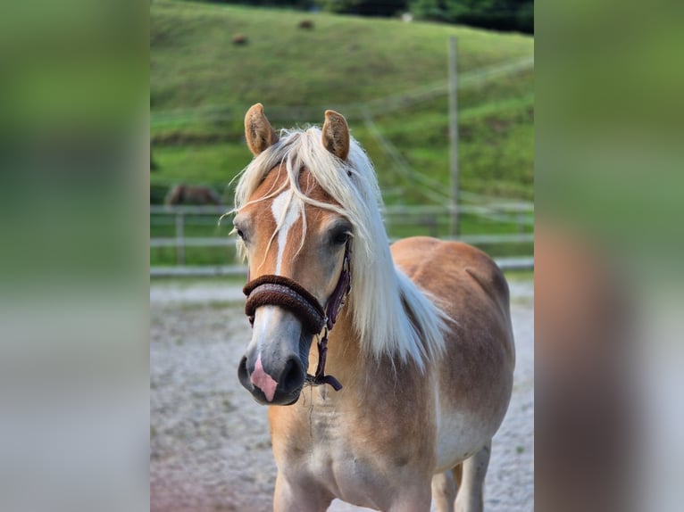 Haflinger Stallion 1 year 14,2 hh Chestnut-Red in Neukirchen
