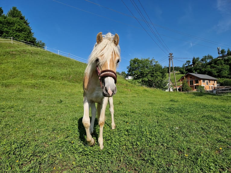 Haflinger Stallion 1 year 14,2 hh Chestnut-Red in Neukirchen