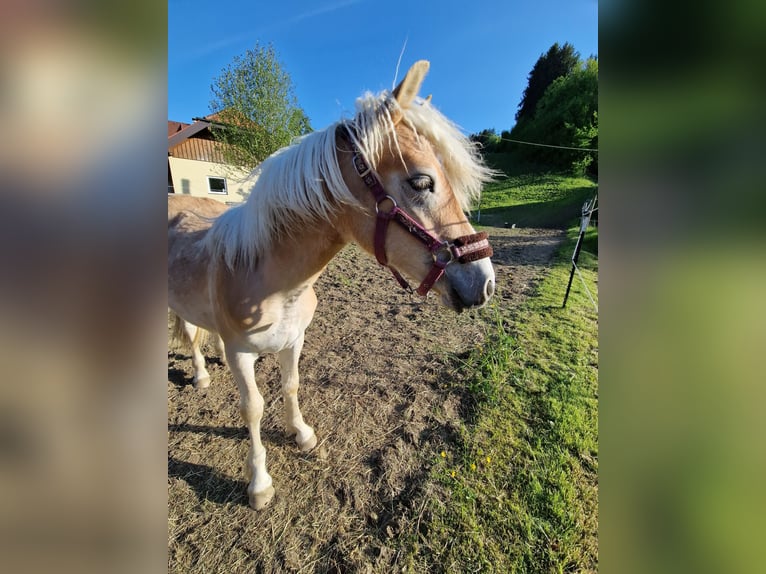 Haflinger Stallion 1 year 14,2 hh Chestnut-Red in Neukirchen