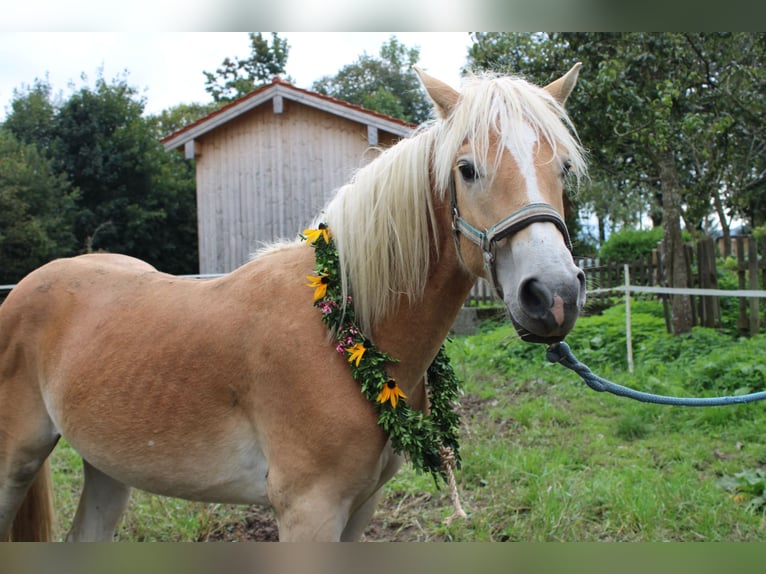 Haflinger Stallion 1 year 14,2 hh Chestnut-Red in Fischbach am Inn/Bayern