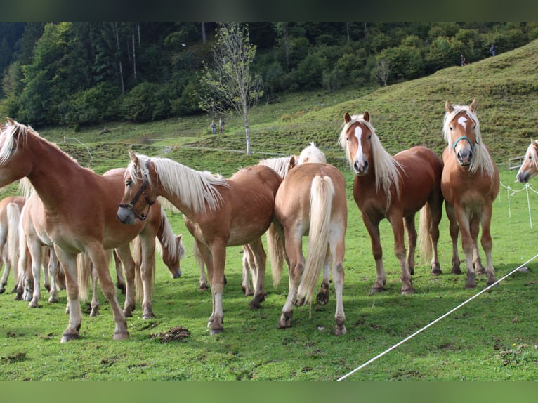 Haflinger Stallion 1 year 14,2 hh Chestnut-Red in Fischbach am Inn/Bayern