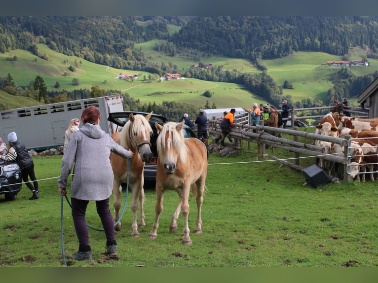 Haflinger Stallion 1 year 14,2 hh Chestnut-Red in Fischbach am Inn/Bayern