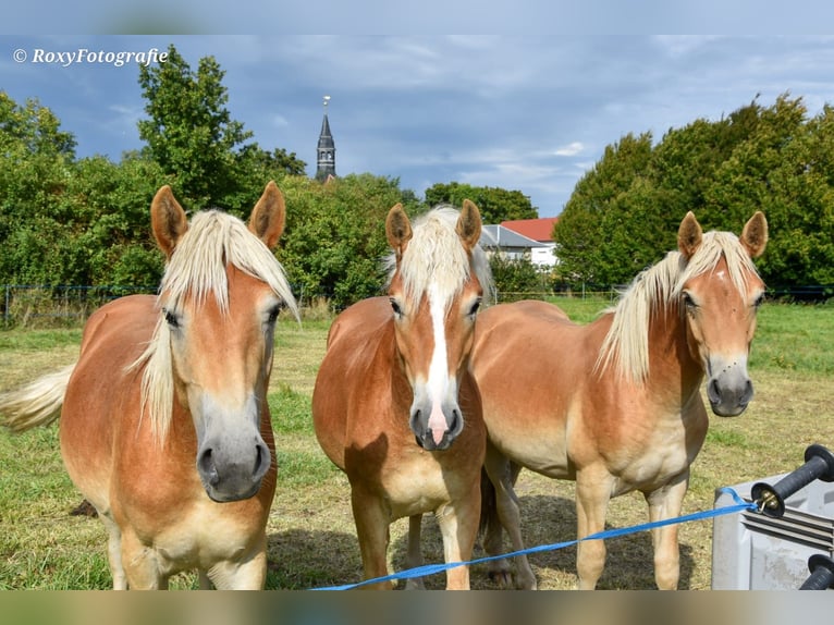 Haflinger Stallion 1 year 14,2 hh Chestnut-Red in Falkenberg/Elster Haflinger Stallion 1 year 14,2 hh Chestnut-Red in Falkenberg/Elster