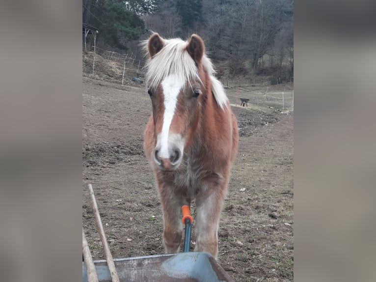 Haflinger Stallion 1 year 14,2 hh Chestnut-Red in Kaiserslautern