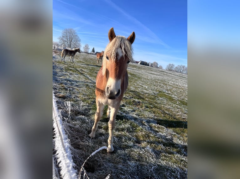 Haflinger Stallion 1 year 14,2 hh Chestnut-Red in Gera