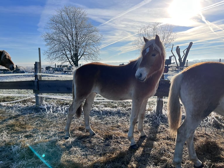 Haflinger Stallion 1 year 14,2 hh Chestnut-Red in Gera