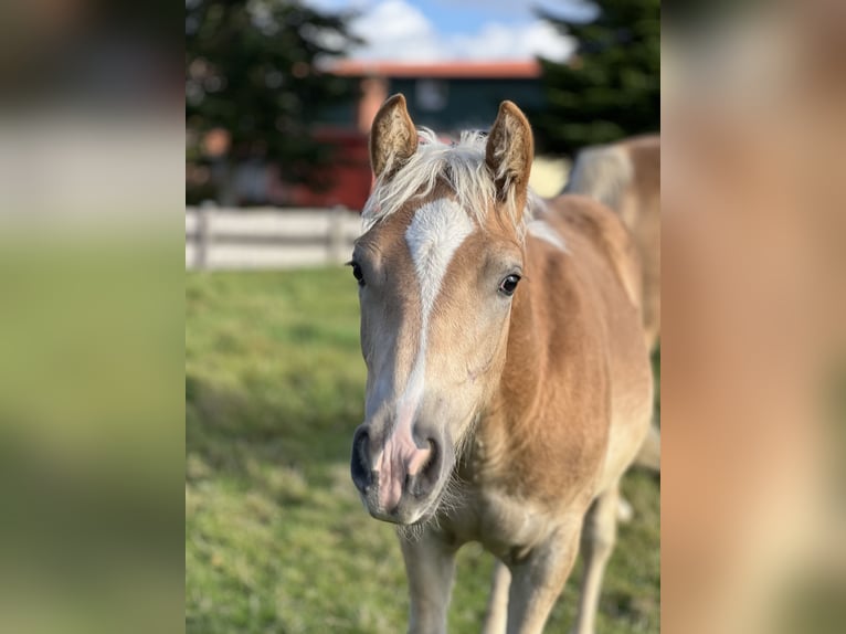 Haflinger Stallion 1 year 14,2 hh Chestnut-Red in Seedorf