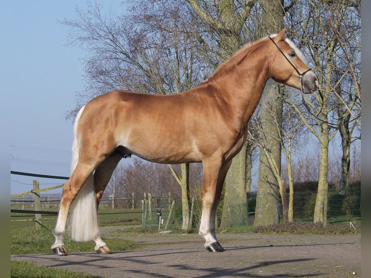 Haflinger Stallion 1 year 14,2 hh Chestnut-Red in JABREILLES LES BORDES