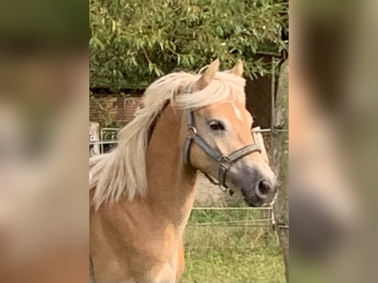 Haflinger Stallion 1 year 14,2 hh in Suhlendorf