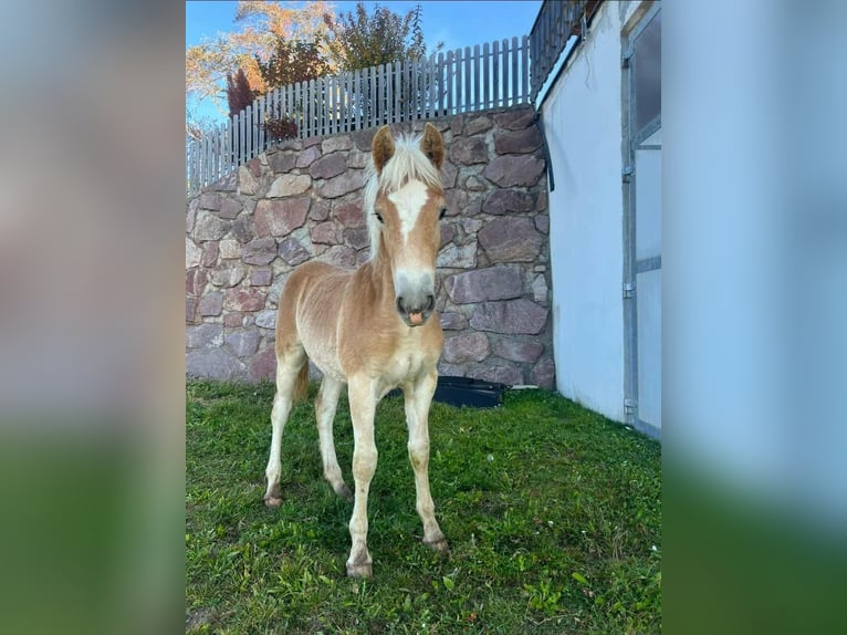 Haflinger Stallion 1 year 14,2 hh  in Schierling