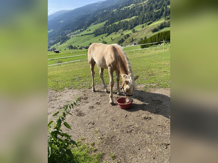 Haflinger Stallion 1 year 15,1 hh Chestnut-Red in Bramberg