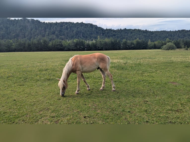 Haflinger Stallion 1 year 15 hh Chestnut-Red in Musau