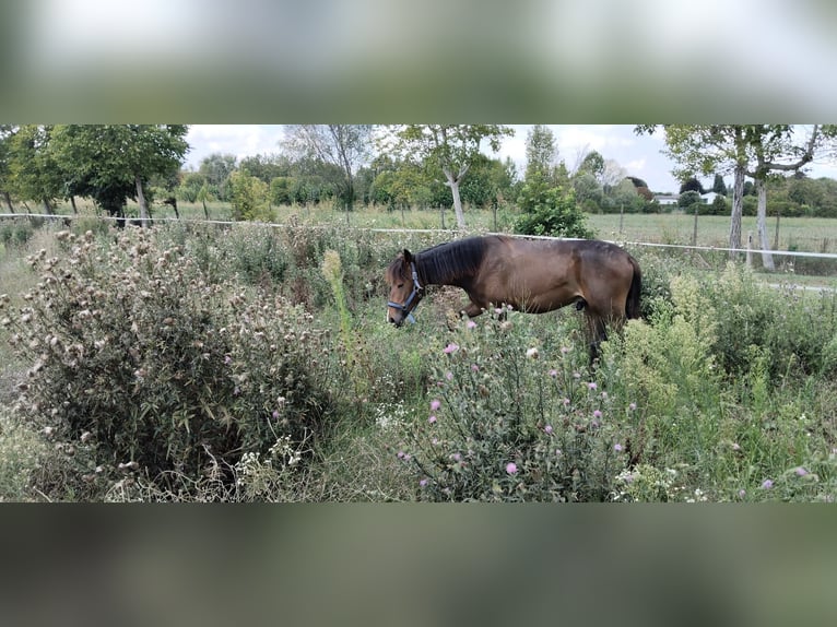 Haflinger Mix Stallion 1 year 15,2 hh Bay-Dark in Albignasego Haflinger Mix Stallion 1 year 15,2 hh Bay-Dark in Albignasego