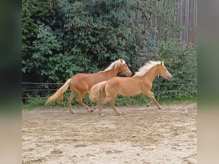 Haflinger Stallion 1 year Chestnut in Attersee am Attersee