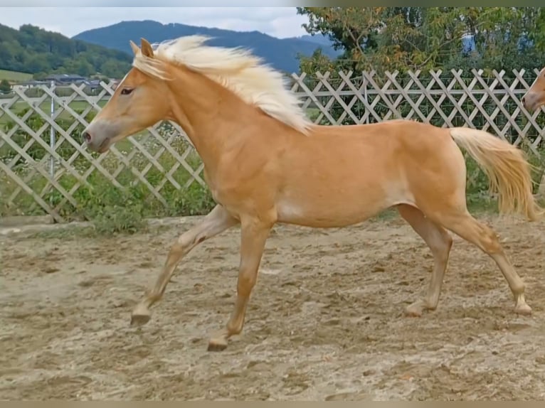 Haflinger Stallion 1 year Chestnut in Attersee am Attersee