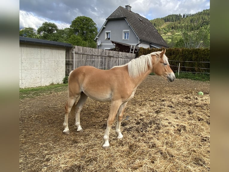 Haflinger Stallion 1 year Chestnut-Red in Trofaiach