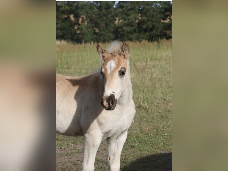 Haflinger Stallion 1 year Chestnut-Red in Gnewikow