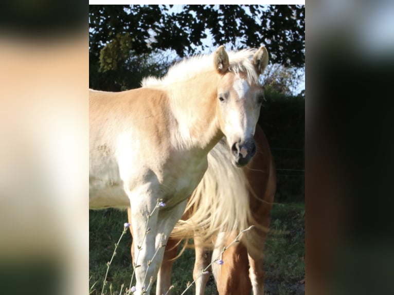 Haflinger Stallion 1 year Chestnut-Red in Gnewikow