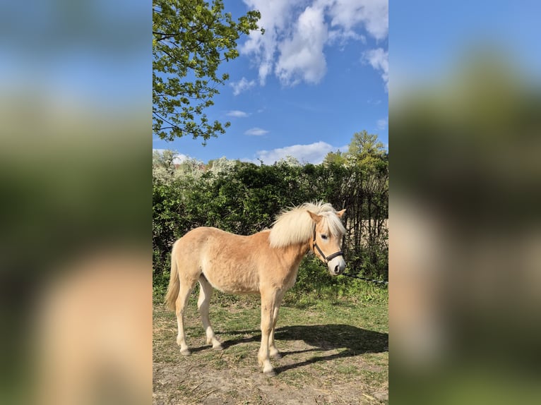 Haflinger Stallion 1 year Chestnut-Red in Magdalensberg