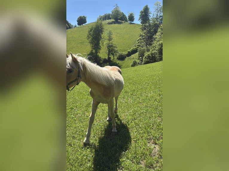 Haflinger Stallion 1 year Chestnut-Red in Großraming