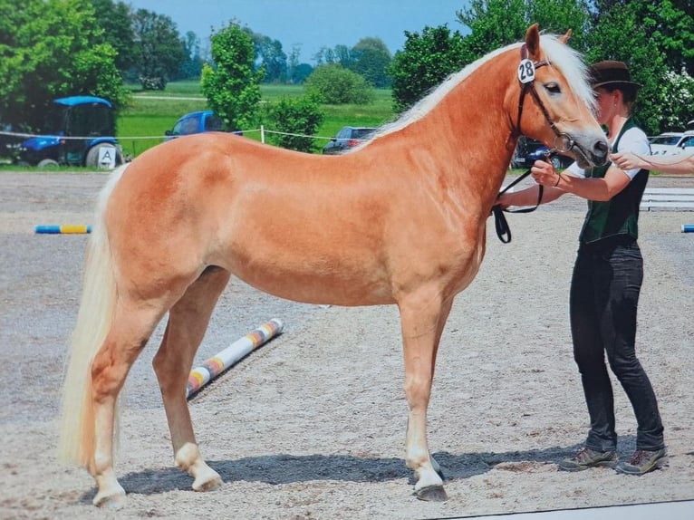 Haflinger Stallion 1 year Chestnut-Red in Neustadt an der Orla