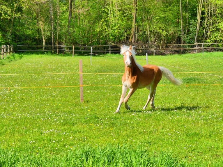 Haflinger Stallion 1 year Chestnut-Red in Delbrück