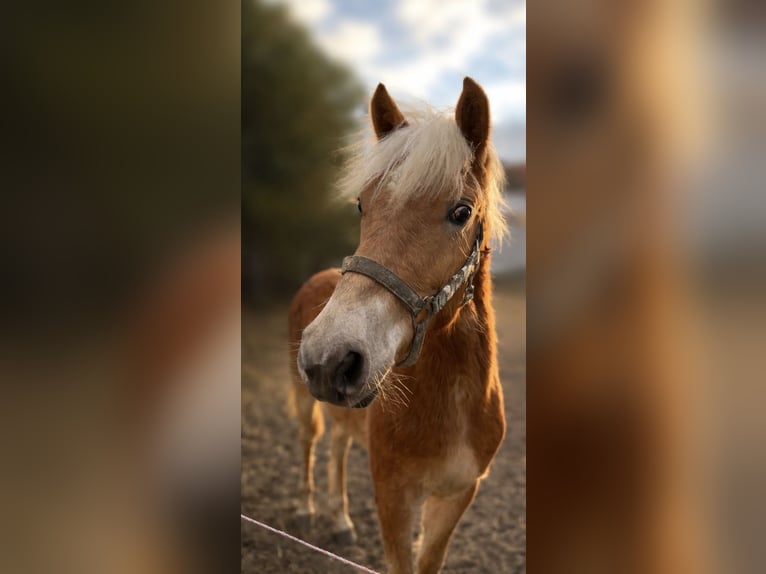Haflinger Stallion 1 year  in Tadten