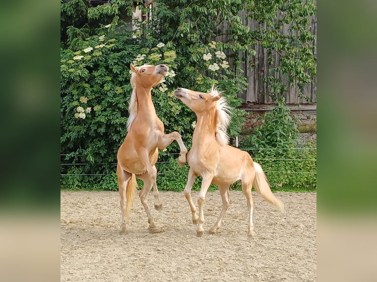 Haflinger Stallion 1 year in Attersee am Attersee