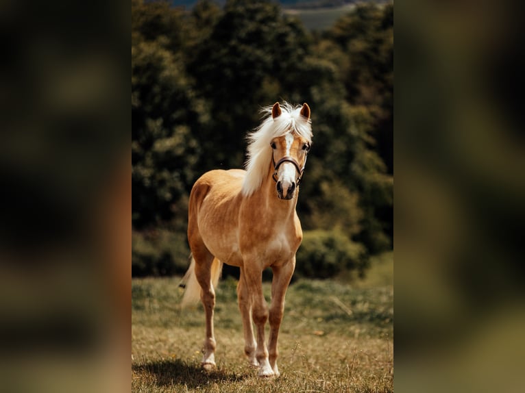 Haflinger Stallion 1 year  in Bad Schwalbach