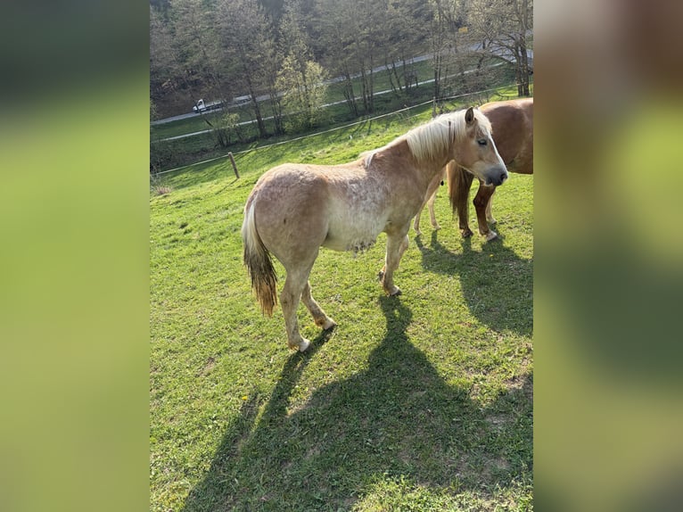 Haflinger Mix Stallion 1 year  in Haibach