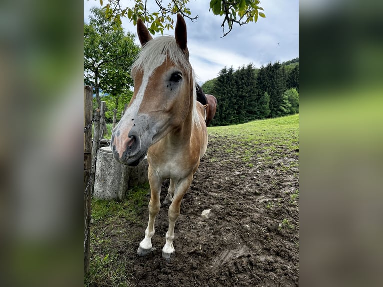 Haflinger Stallion 1 year in Randegg