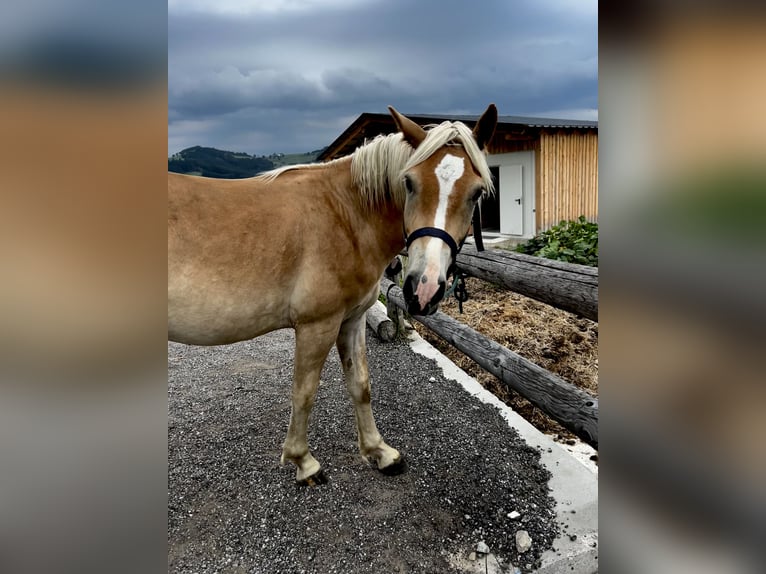 Haflinger Stallion 1 year in Randegg