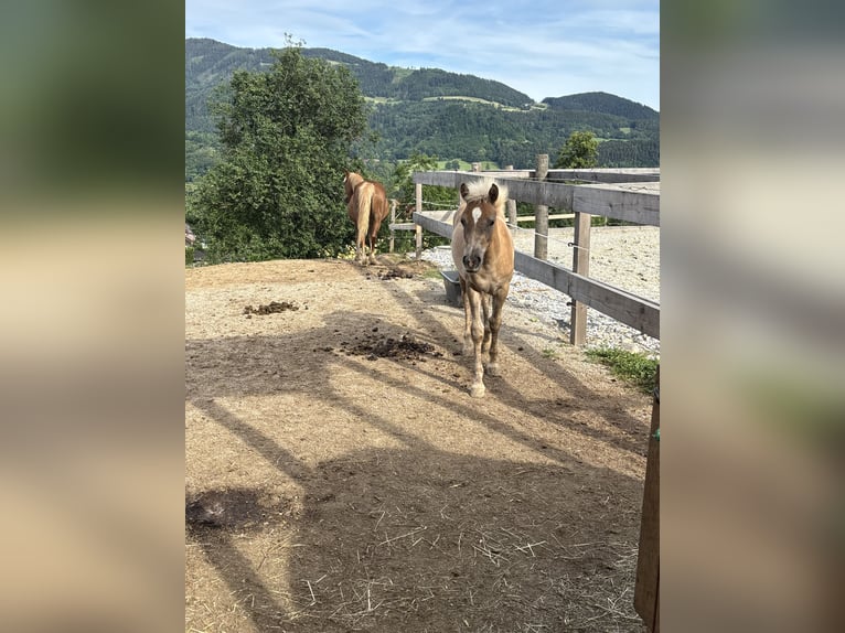Haflinger Mix Stallion 1 year  in Frohnleiten