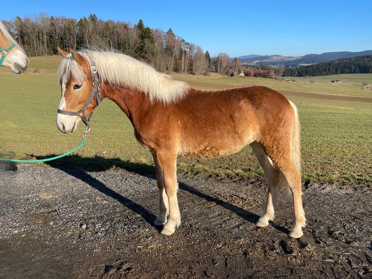 Haflinger Stallion 1 year  in Zachenberg