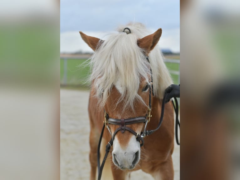 Haflinger Stallion 22 years 13.2 hh Palomino in Geilenkirchen