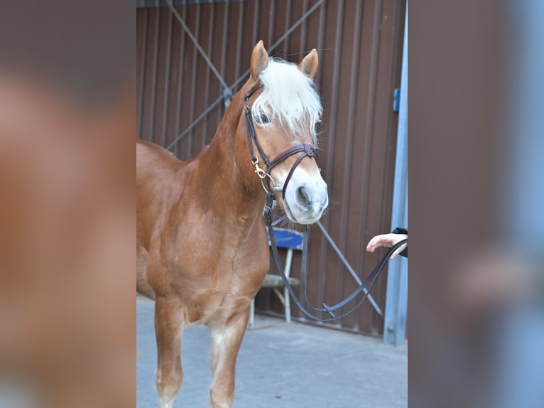 Haflinger Stallion 22 years 13.2 hh Palomino in Geilenkirchen