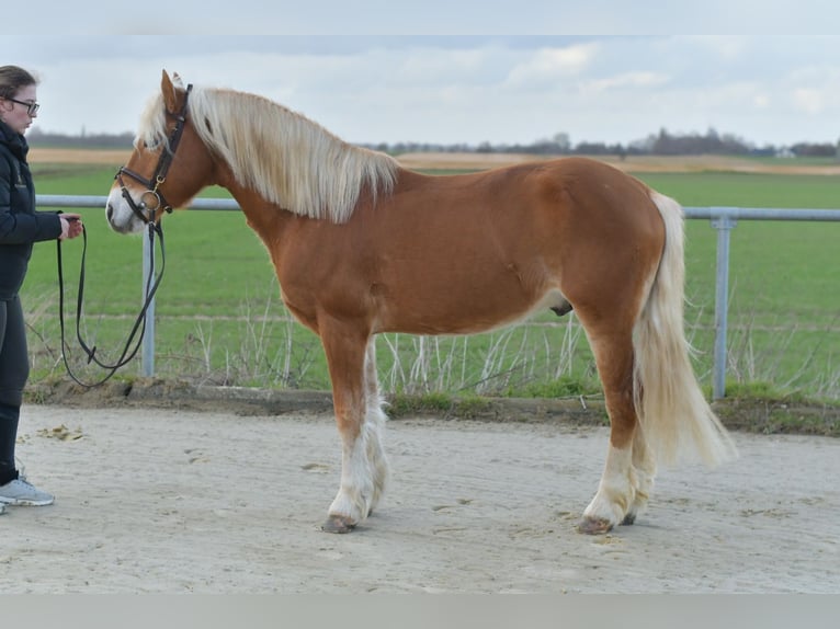 Haflinger Stallion 22 years 13,2 hh Palomino in Geilenkirchen