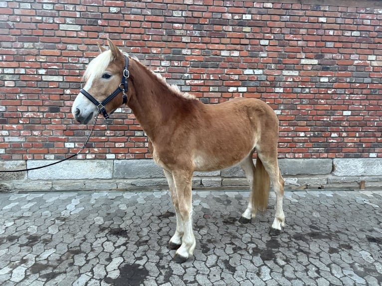 Haflinger Stallion 2 years 13.2 hh Chestnut-Red in Helmstedt