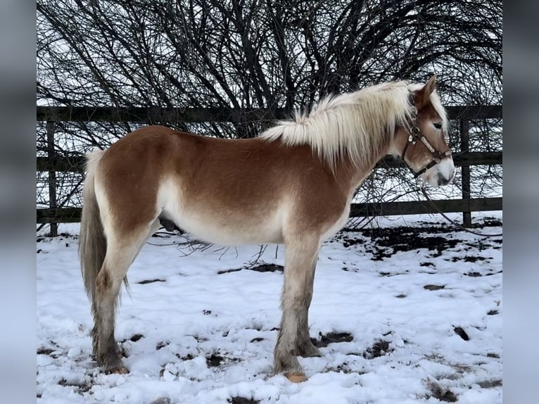 Haflinger Stallion 2 years 13.2 hh Palomino in Barneveld