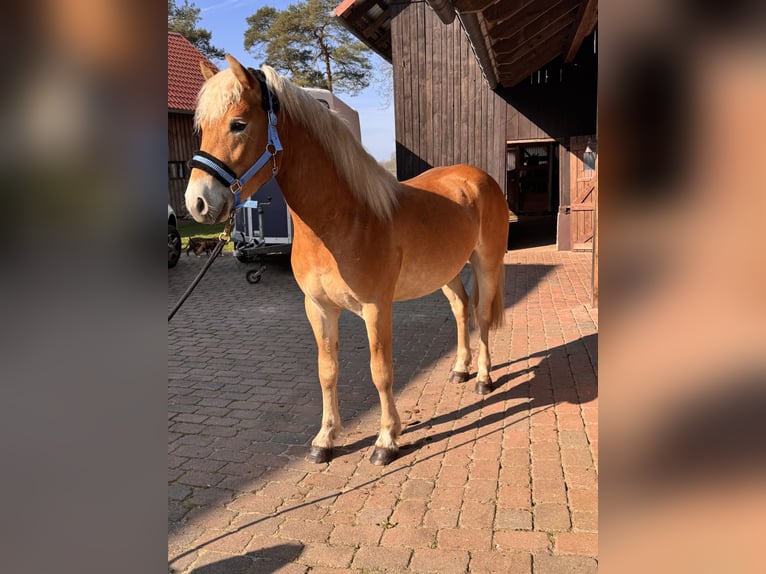 Haflinger Stallion 2 years 13.3 hh  in Wietzendorf