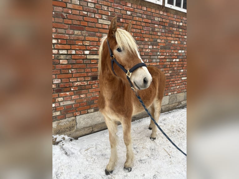 Haflinger Stallion 2 years 13,2 hh Chestnut-Red in Helmstedt