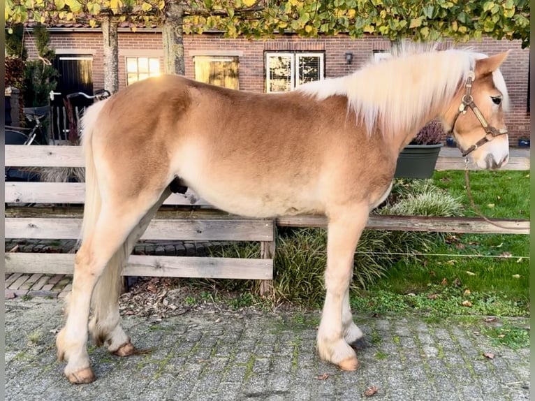 Haflinger Stallion 2 years 13,2 hh Palomino in Barneveld