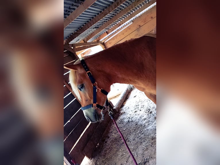 Haflinger Stallion 2 years 13,3 hh Chestnut-Red in Schwabm&#xFC;nchench