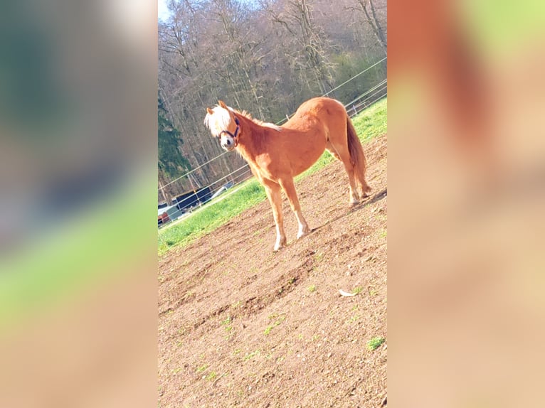 Haflinger Stallion 2 years 13,3 hh Chestnut-Red in Schwabm&#xFC;nchench